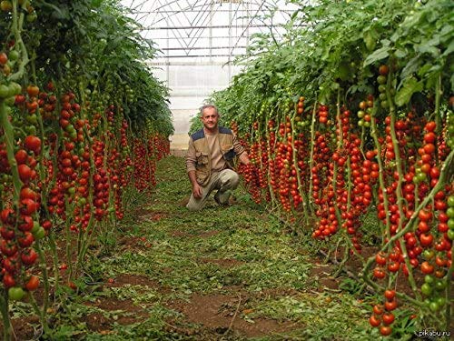 Tomato Seeds Tsifomandra (tree tomato) Vegetable Seeds. 25 SEEDS