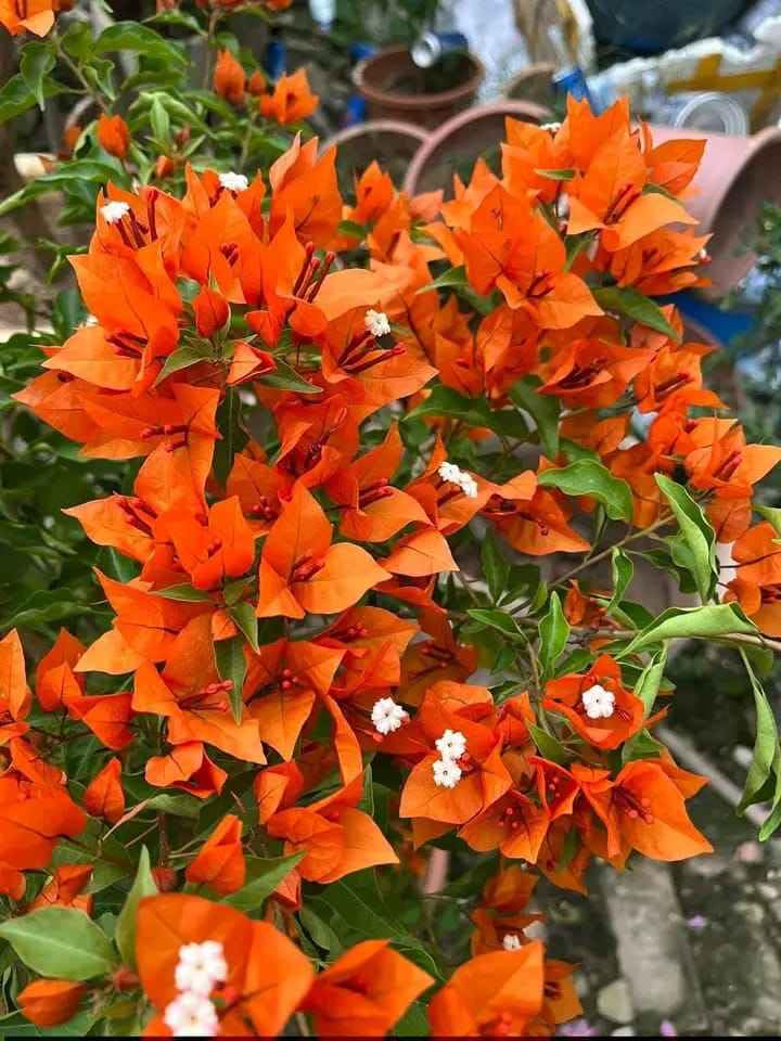 Image of Rare Bougainvillea Live Flower Plant || Healthy Live Plant with Grow Bag & Secure Packing || Beautiful Flower Garden Decoration (orange)
