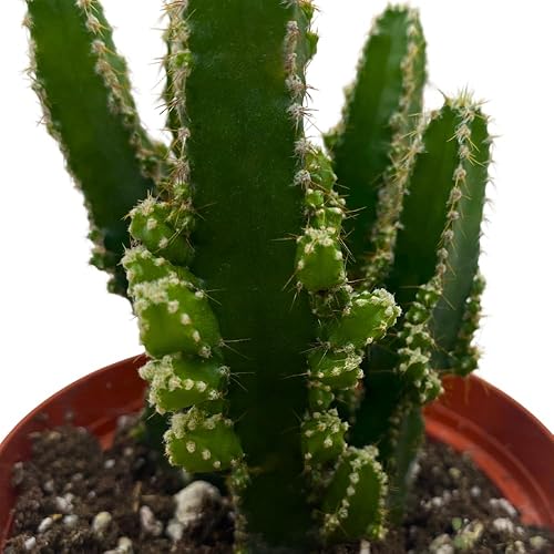 Miniatura 4 de Cactus de castillo de hadas, Acanthocereus Tetragonus, Cereo floreciente nocturno, cactus triangular, maceta de 4 pulgadas