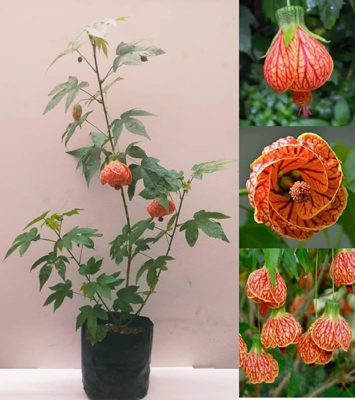 Indoor-Outdoor Chinese Lantern Hibiscus - easy and care Live Flowering Plant Height 1-1.5 FT Pack of 1 (B0CYH3CW3R) Amazon Price History, Amazon Price Tracker