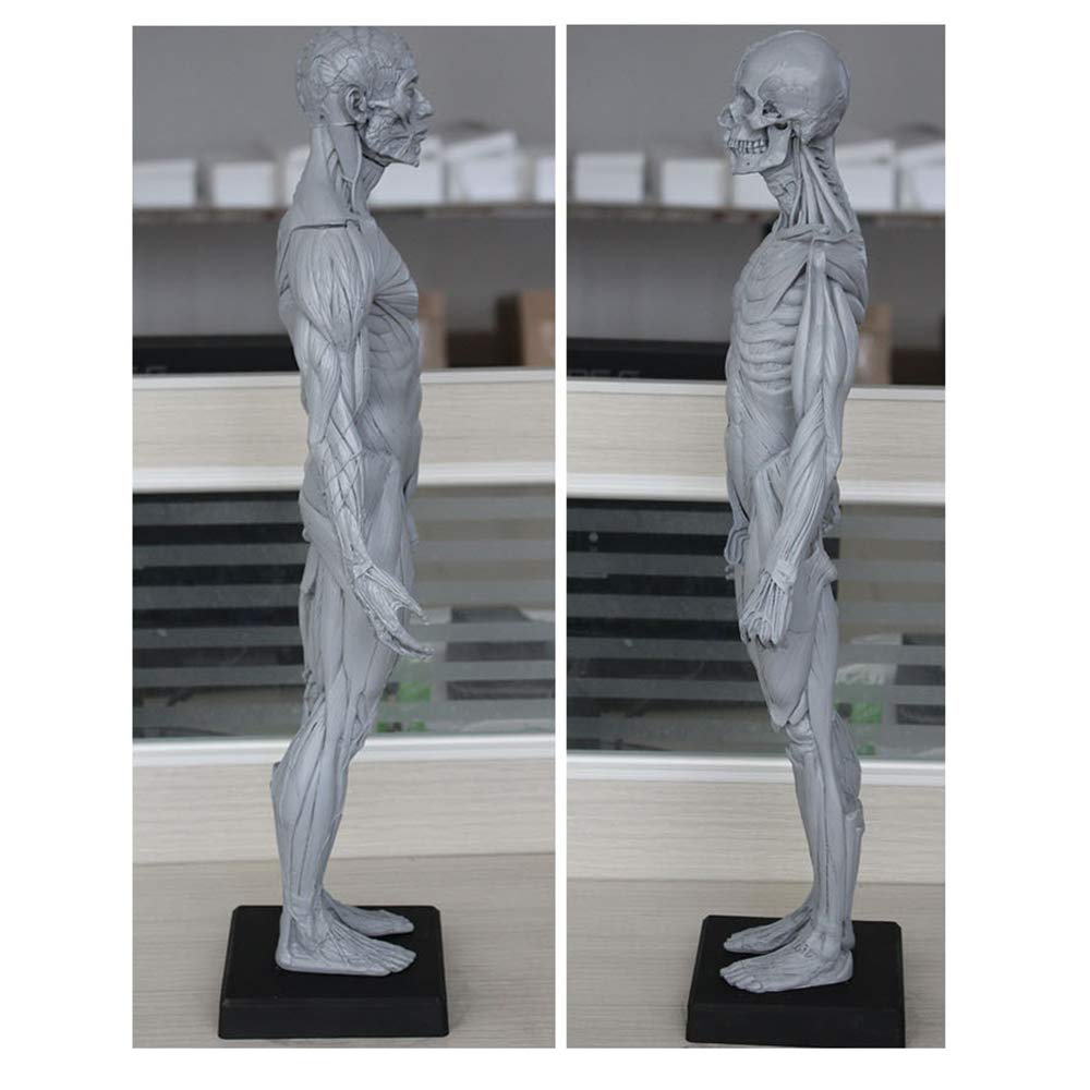 Anatomie du Corps Humain - Anatomie Masculine De 60 Cm - Modèle Anatomique du Squelette Musculaire Humain - pour Étude De Dessin d'artiste Médical, A
