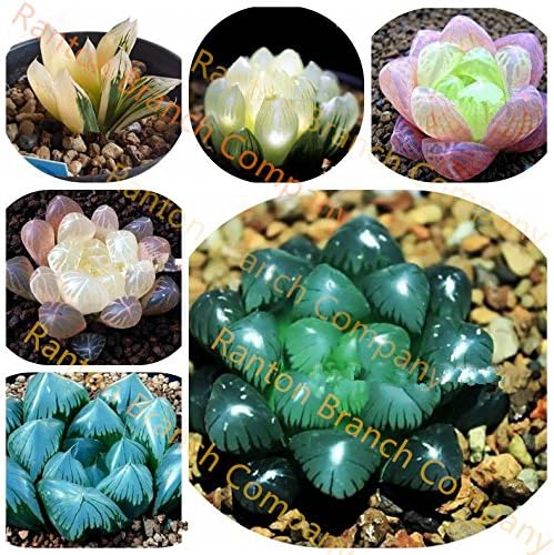 New Arrival! 100 seeds Lithops Pseudotruncatella Living Stone Rare Succulent Seeds Home Garden Plant seedsb - Arcis New