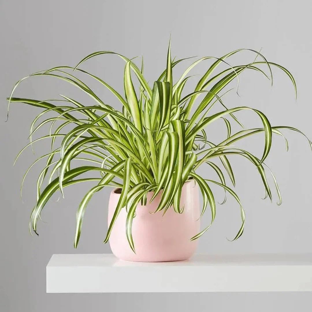 Spider Plant - Live Indoor Plant with Pot -2 Spider Plant - Live Indoor Plant with Pot -2