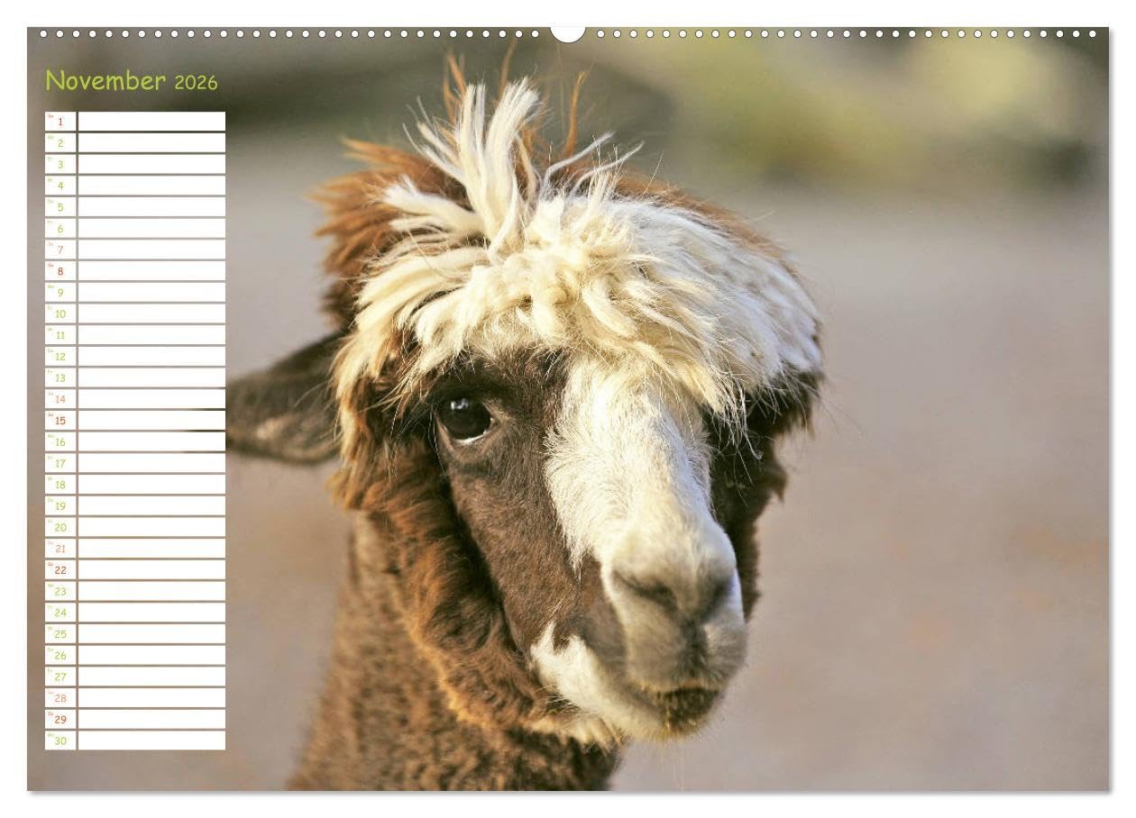 Alpakas: Wollige Kleinkamele aus Südamerika - Edition lustige Tiere (hochwertiger Premium Wandkalender 2026 DIN A2 quer), Kunstdruck in Hochglanz: ... Wuschelköpfe aus den Anden (CALVENDO Tiere)