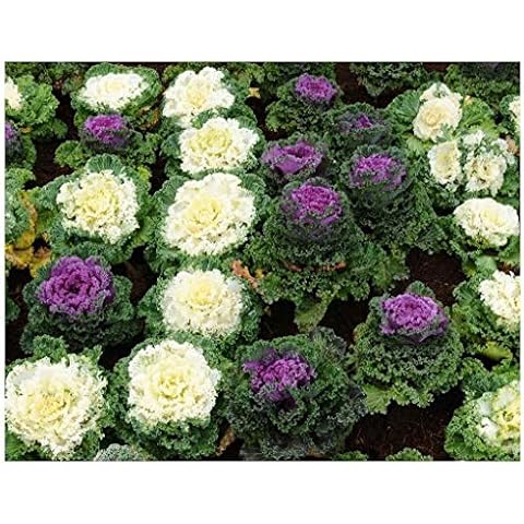 Premier Seeds Direct Ornamental Kale Mix Cover