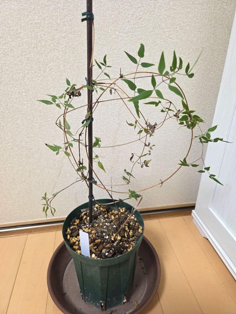 クレマチス ホワイトライト ラベル付き