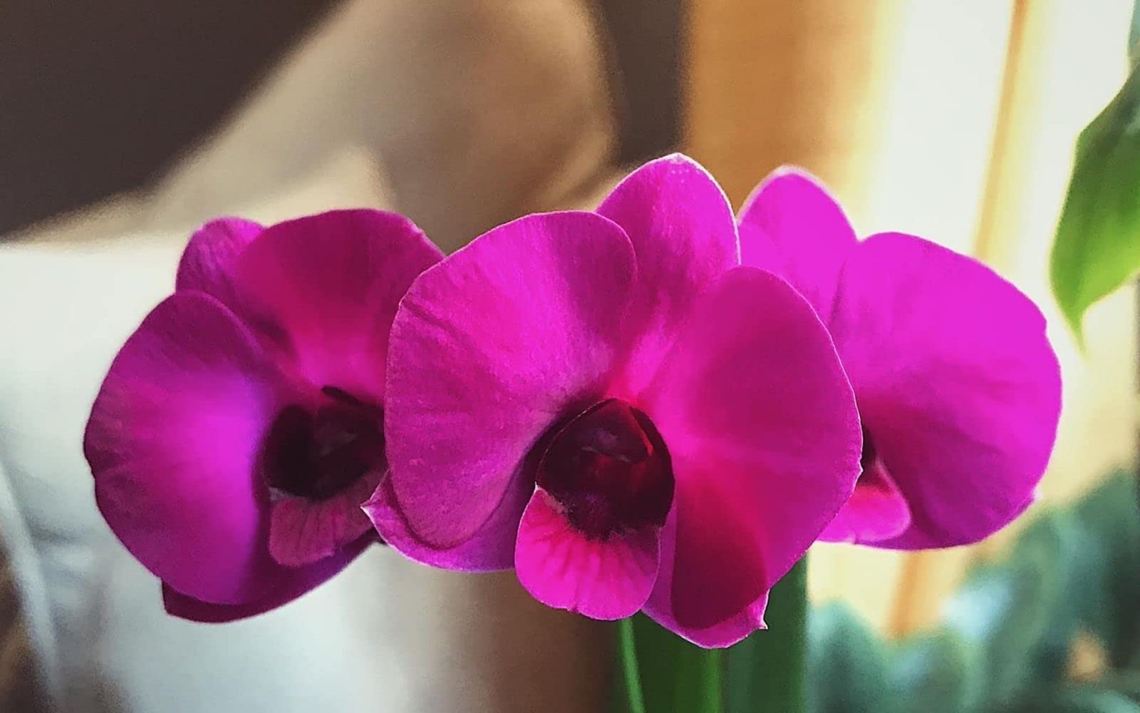 Dendrobium Cookie Red Orchid Plant Medium size by Click Orchid