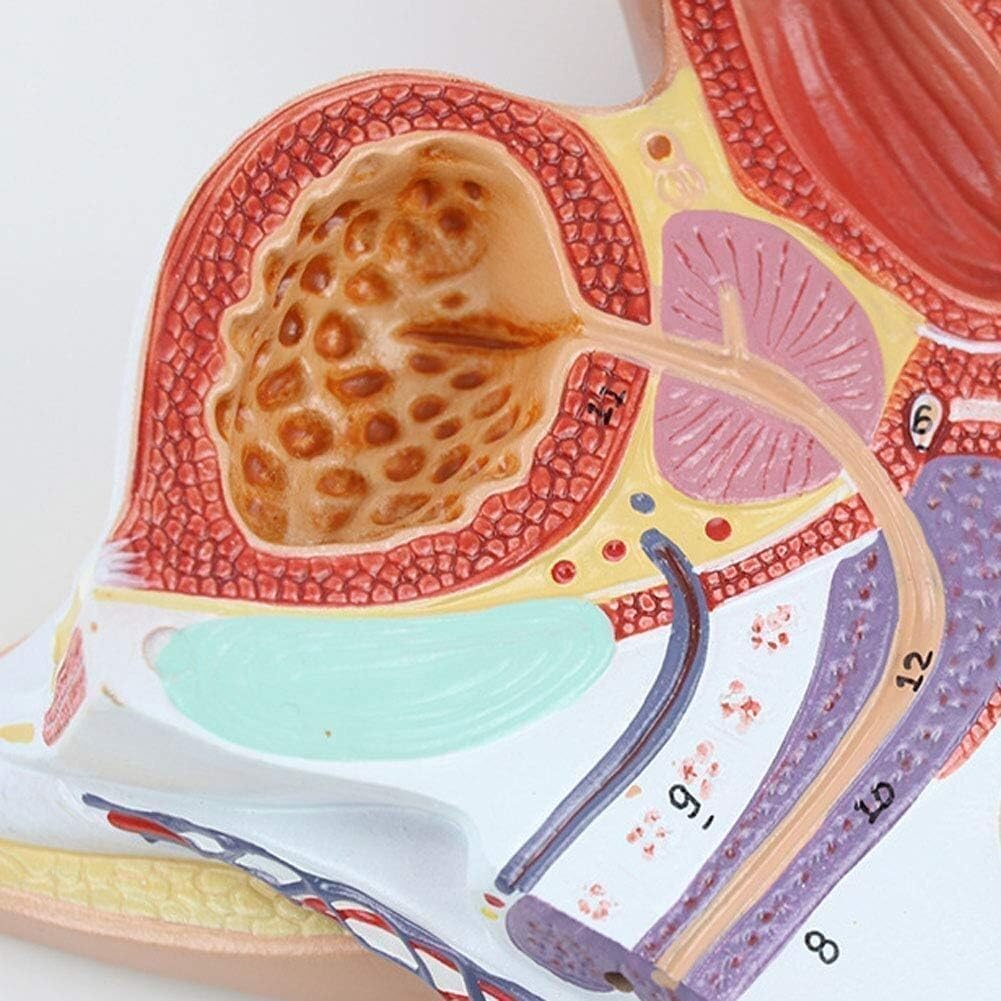 Model anatomii naturalnej wielkości z 4 zdejmowanymi częściami i 72 wyświetlaczami, bardzo precyzyjny męski układ rozrodczy do lekcji