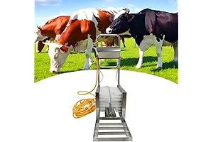 The Ultimate Disinfection Machine for Your Beloved Footwear: Say Goodbye to Stinky...