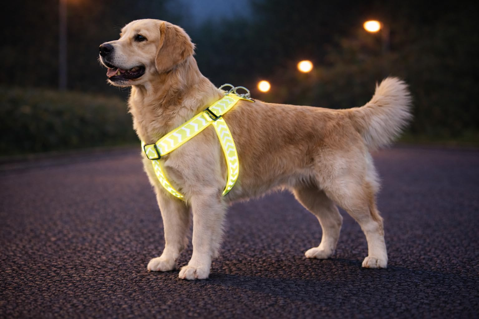 Dog Harness Step&Go Fergu Fluo yellow L 40-70cm 40-70cm 25mm