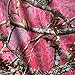 Realtree Pink Camouflage Cotton Fabric by The Yard