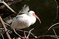 Review Image by Christopher Christopher