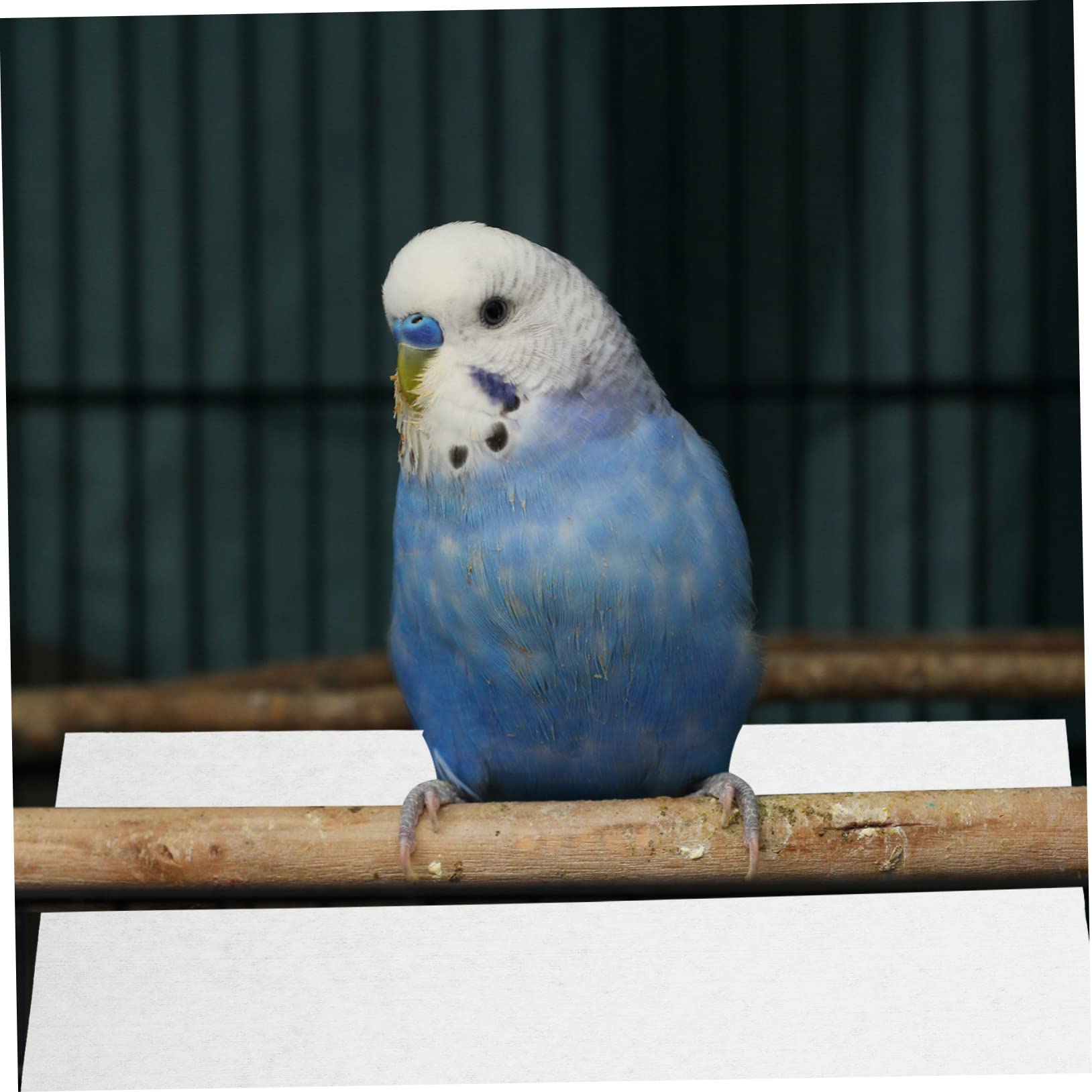 100Piezas Forros Desechables para Jaula de Pájaros Alineador Absorbente Excrementos Cojines de No Tejida Accesorios para Jaulas de Periquitos y Material Seguro y Natural