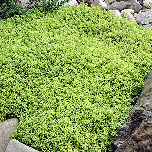Qauzuy Garden 1000 Seeds Lemon Thyme Thymus Citriodorus Herb Flower Seeds Non-Gmo Organic Seeds Fast Growing Easy To Grow & Maintain #TOP5