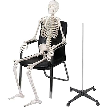 人体骨格模型 等身大180㎝ Amazon.co.jp: 骨格標本 等身大 180cm/85cm 骨格模型キット 人体