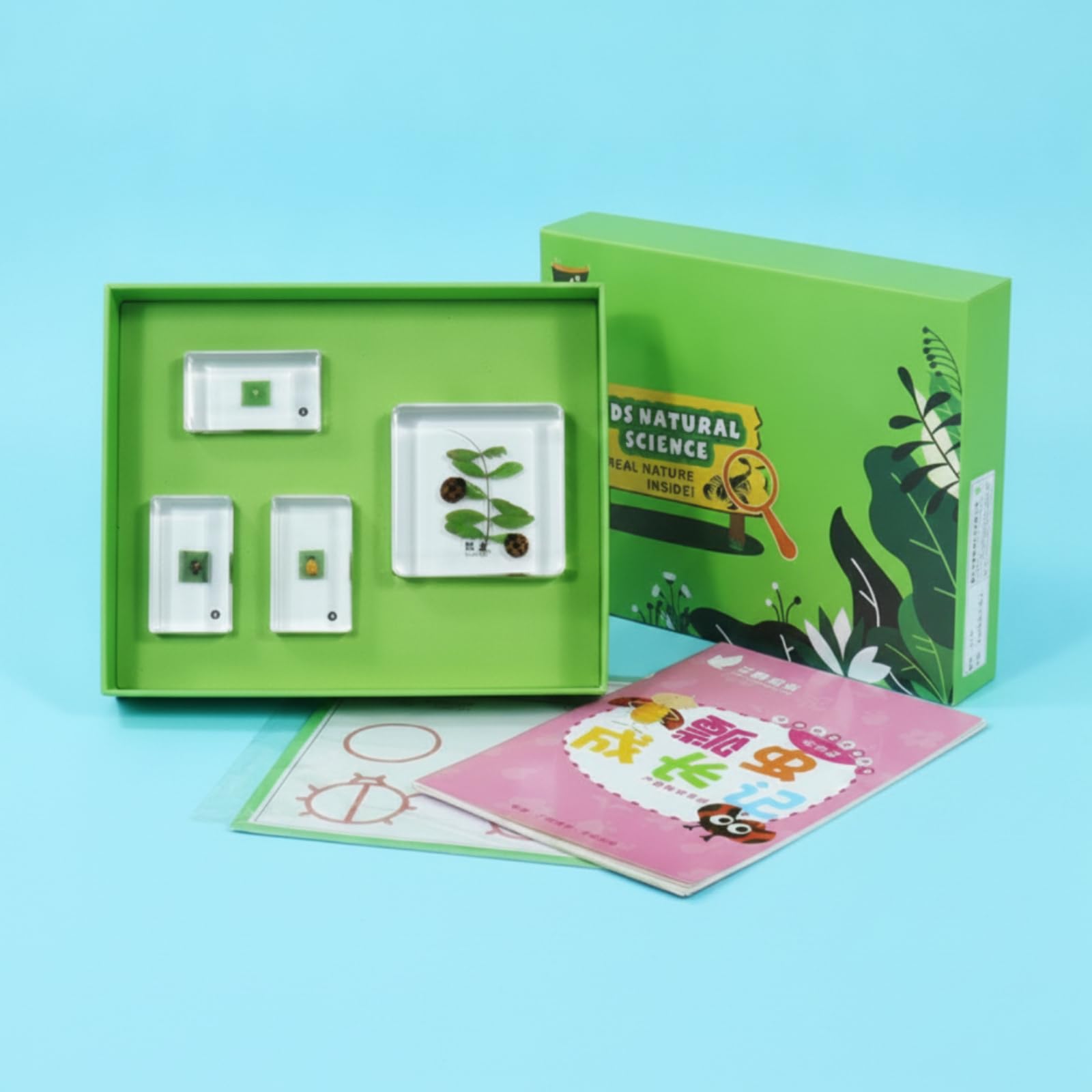 harayaa Especimen Educativo Infantil Kit Científico Set Colección Resina con Fichas Aprendizaje y Hojas Caja con Bandeja Verde, Historia De Crecimiento Del Pequeño Cangrejo