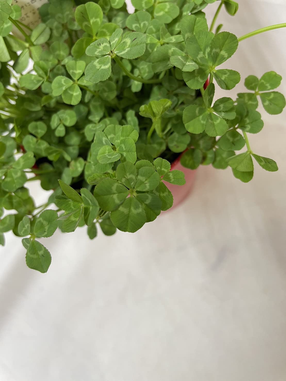 Amazon.co.jp: 四つ葉 の クローバー 鉢植え 苗 種 母の日 父に日