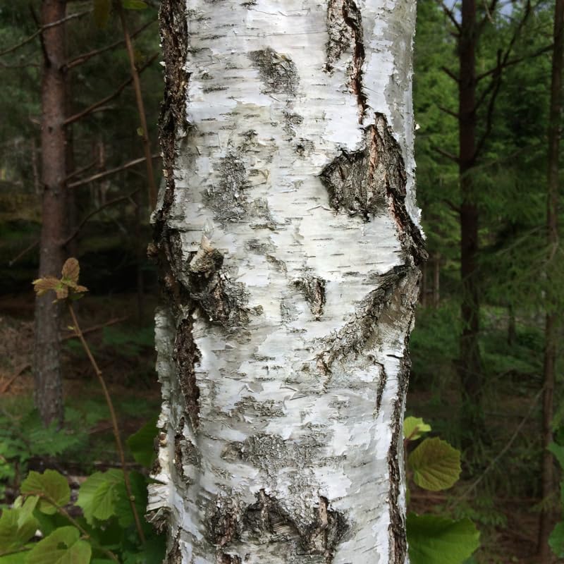Large River Birch Tree Live Plant, Live River Birch Tree 12 to 16 Inches Tall Potted, Outdoor Tree Live, Tree Live Plant Outdoor