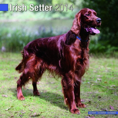 Irish Setter 2014 (Calendar 2014) Cover