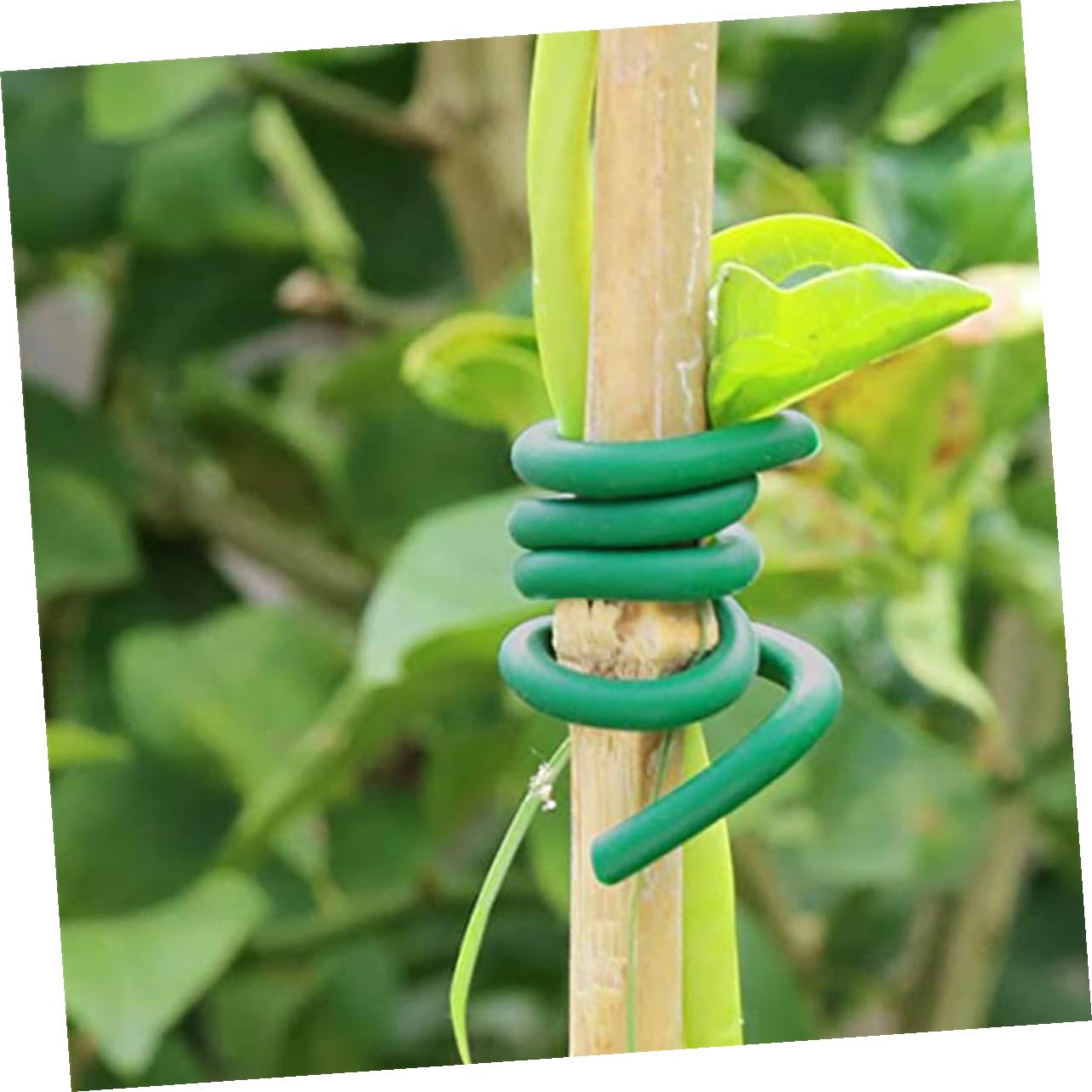 2 Rollen Gartenbinder Pflanzenband aus TPR und Eisen zum Befestigen von Pflanzen und Sträuchern im Garten Grün Flexibel und Wiederverwendbar