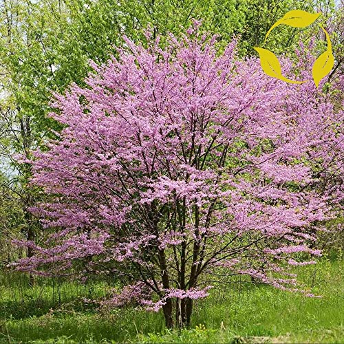 Chuxay Garden Cercis Canadensis Seed,Eastern Redbud 20 Seeds Deciduous Tree Privacy Screen Attract Butterflies And Bees Excellent Addition To Garden #TOP1