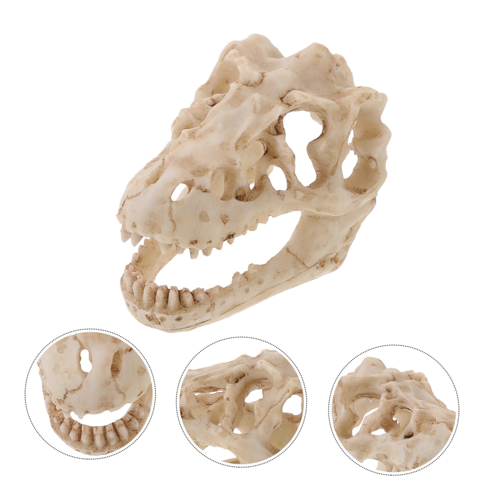 Amazon | ABOOFAN ミニ樹脂製恐竜頭蓋骨模型 コンパクトな解剖学用模造