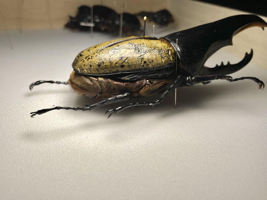Mondoo　昆虫標本　ヘラクレスオオカブト　ヘラクレスヘラクレス Amazon.co.jp: 虫の標本 ヘラクレスオオカブト Dynastes