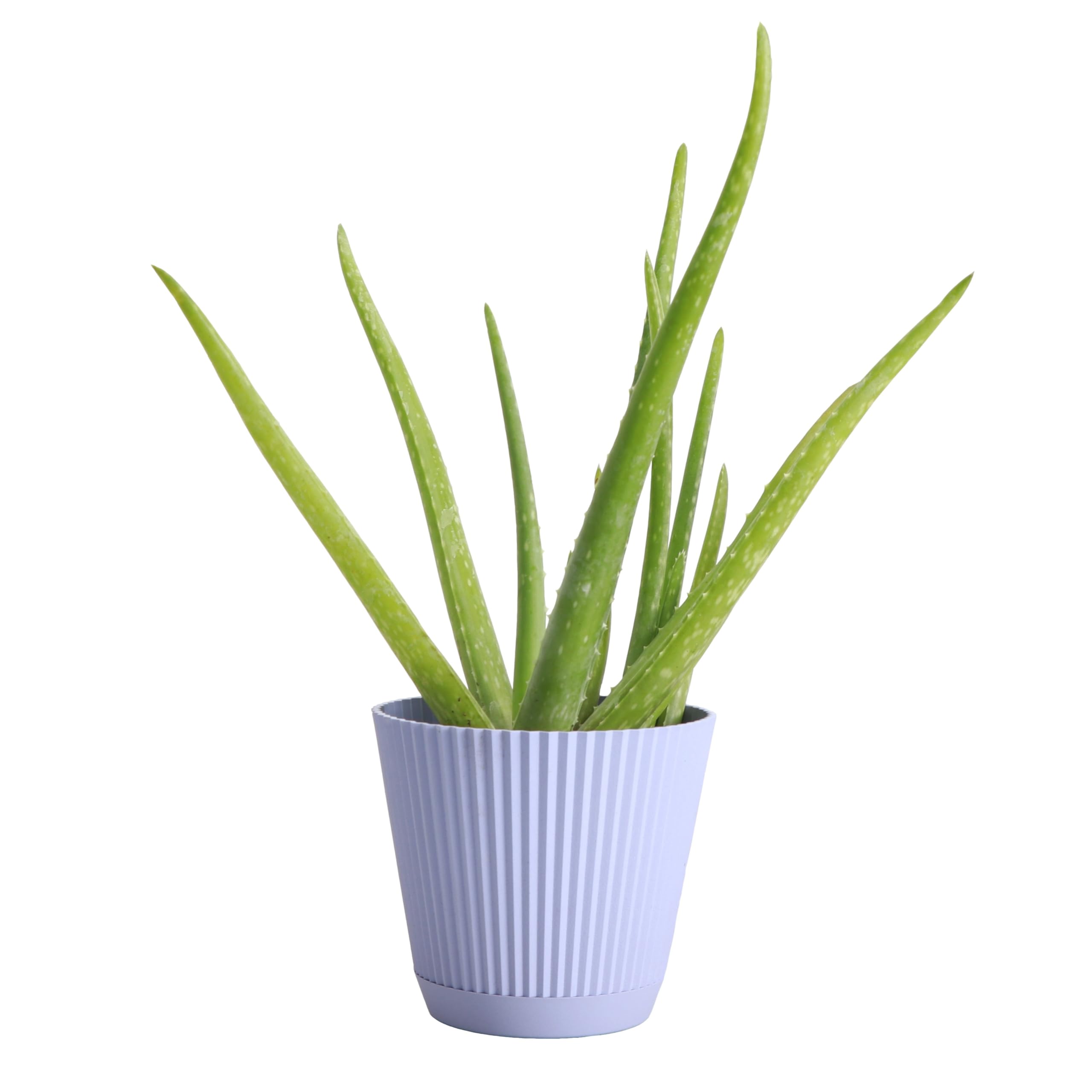 Thorsen's Greenhouse Aloe Vera, Live Indoor Plant, Aloe barbadensis, Easy to Grow, Succulent, Natural Air Purifier, 4" Diameter Pot (Lavender)