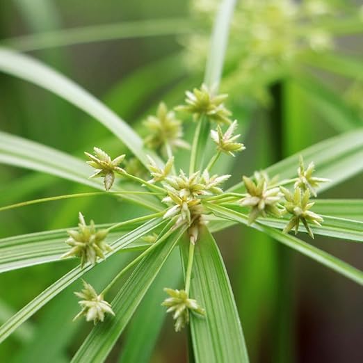 30 Samen Papyrus Pflanze (Cyperus papyrus) Bio Saatgut, Geschenk Kochen