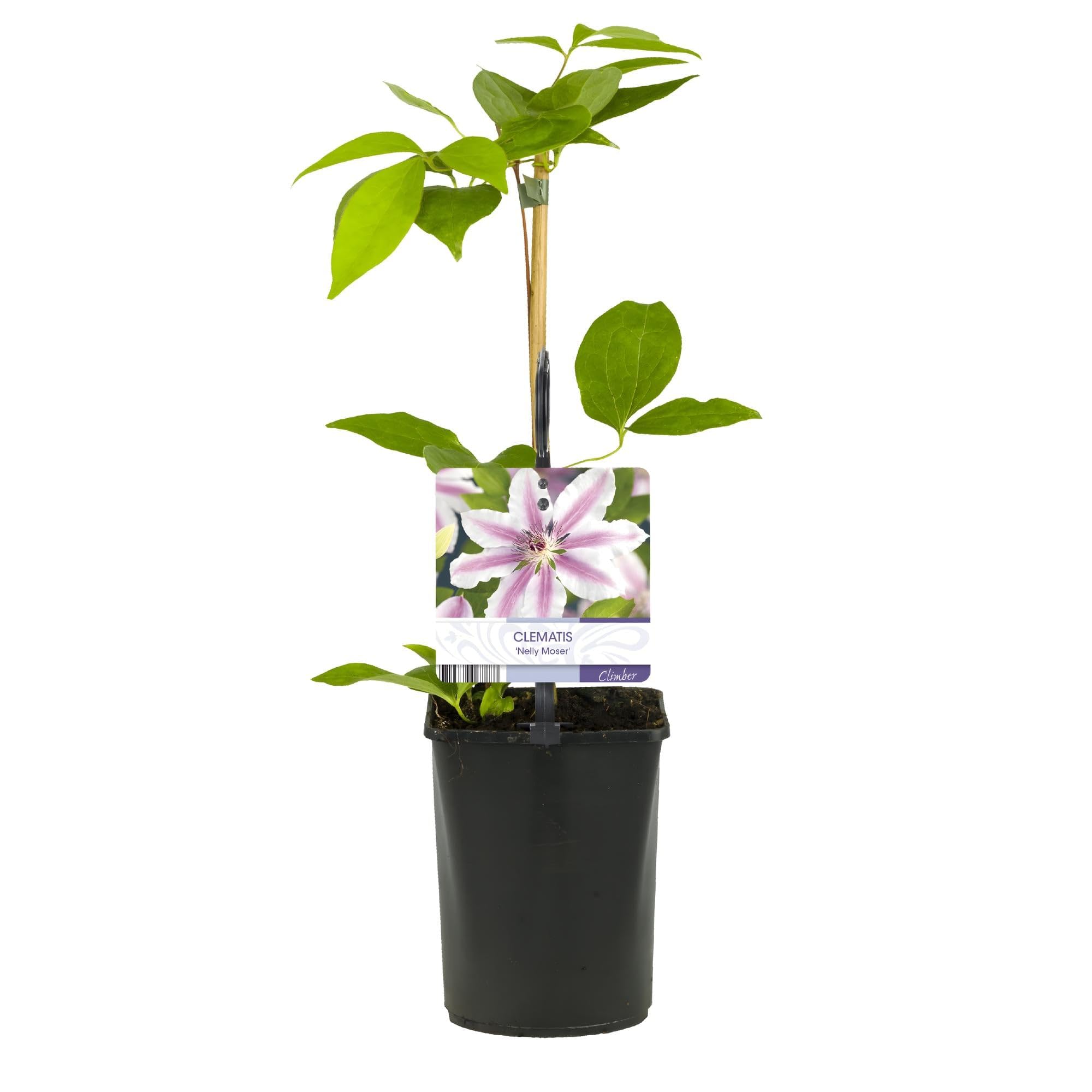 Kletterpflanze Clematis Nelly Moser Wenig Pflege Pflanze 2 Pflanzen 40 cm