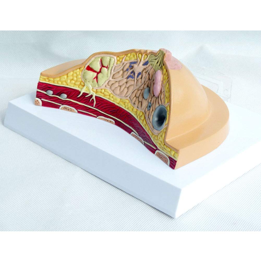 Buy Female Profile Structure Anatomical Model,Anatomy Disease Cancer ...