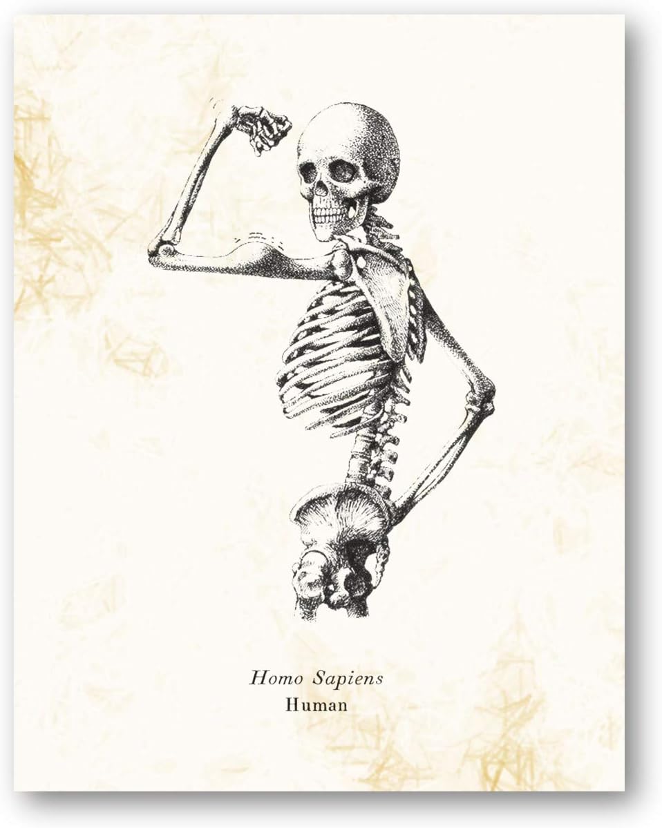 Homo Sapiens Human Skeleton Vintage Drawing - Biology Lab, Office, Library Decor - Science Classroom Artwork - 11 x 14 Unframed Print - Great Gift for Anatomy Lovers, Scientists, Teachers, Doctors