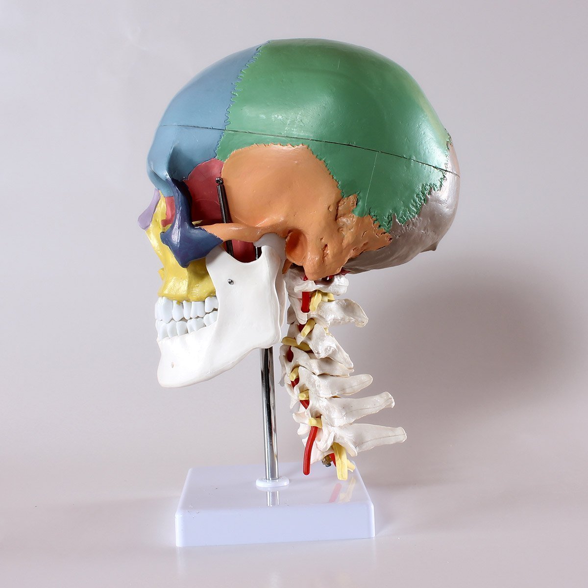 Dental Power Product Didactic Human Skull Model, with 7 Cervical Vertebrae, Nerve and Artery, on Stand