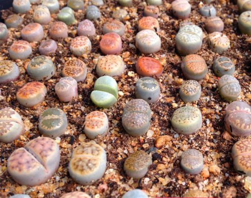 lithops mix di specie 10 seedssucculent pietre cactus viventi