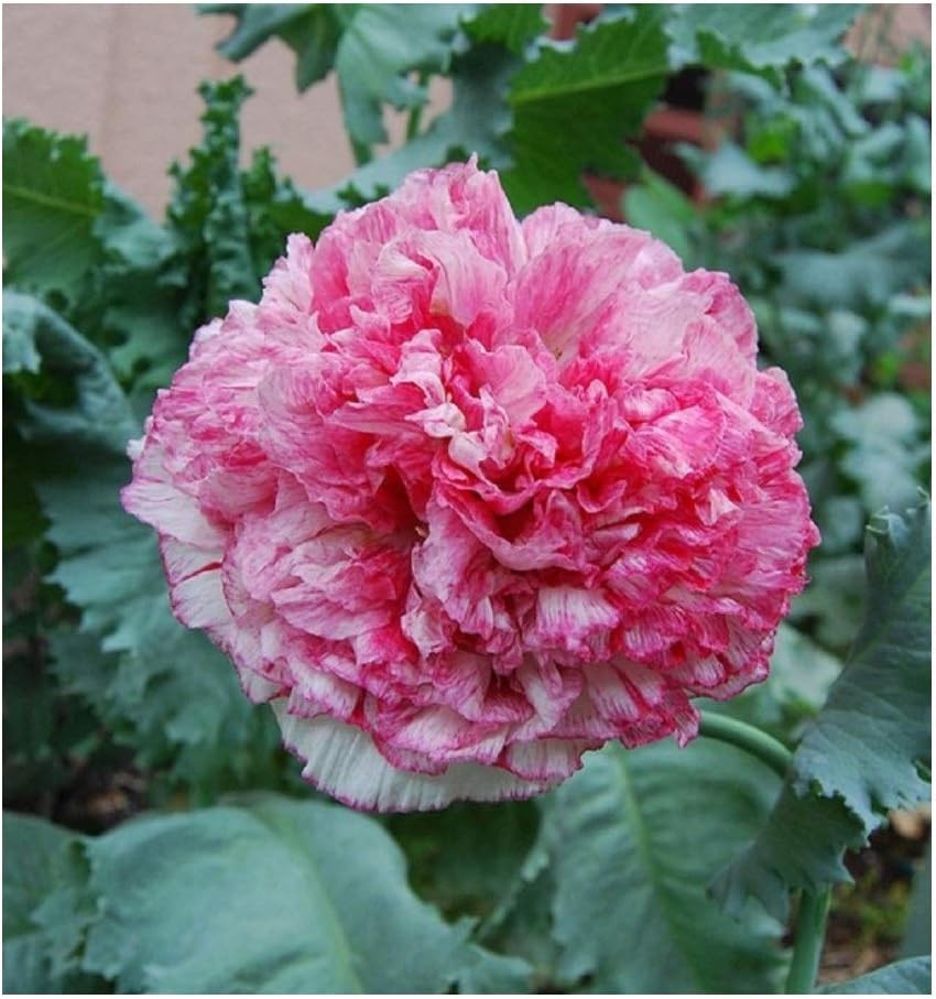 250 Poppy Papaver Flemish Antique Pink Peony Seeds - 250 Seeds