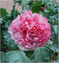 250 Poppy Papaver Flemish Antique Pink Peony Seeds - 250 Seeds