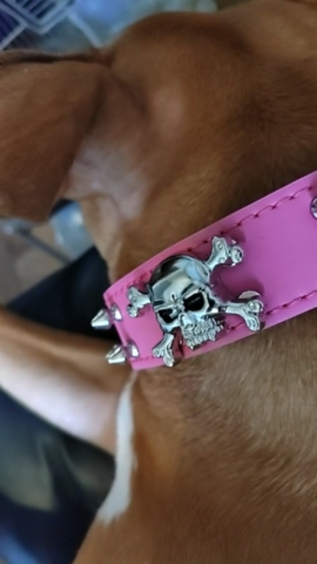Haoyueer Spike Hundehalsband Aus Echtleder – Verstellbar Für Mittelgroße/große Hunde (Größe M, Pink)