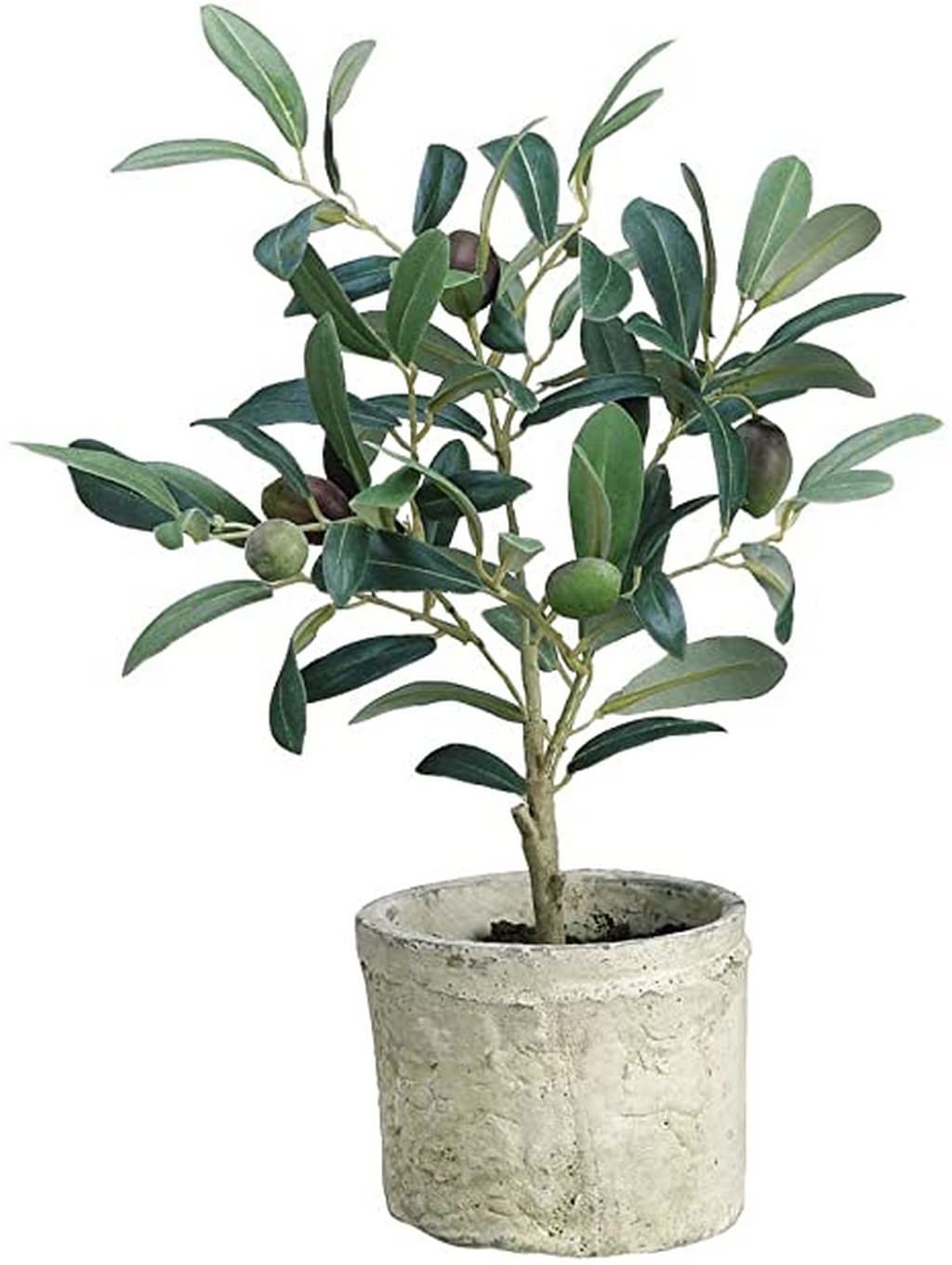 OhhSome Balcony Plant Olive Fruit Healthy Live For Home & Outdoor (Healthy Plant) (B09L8L89LN) Amazon Price History, Amazon Price Tracker