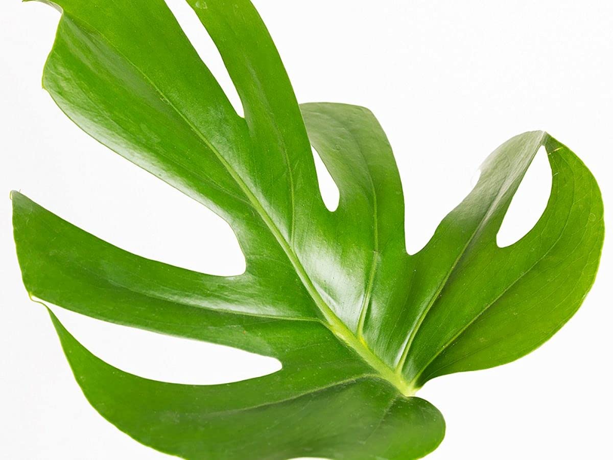 Verdecora Monstera Deliciosa Planta Natural Interior Maceta Ø15cm | Costilla de Adán, Ceriman, Decoración tropical, Purificadora del aire