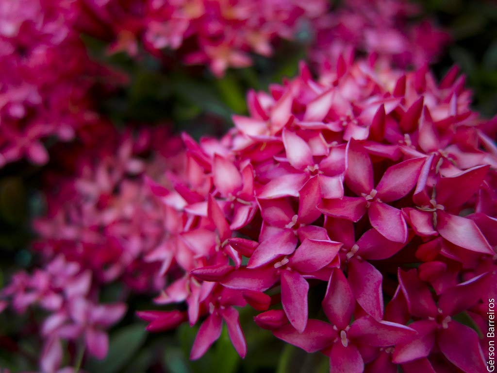 Guruji Plantation Ixora Plant Purple Color Flower Live with Plastic Pot (B08Y7N35VG) Amazon Price History, Amazon Price Tracker
