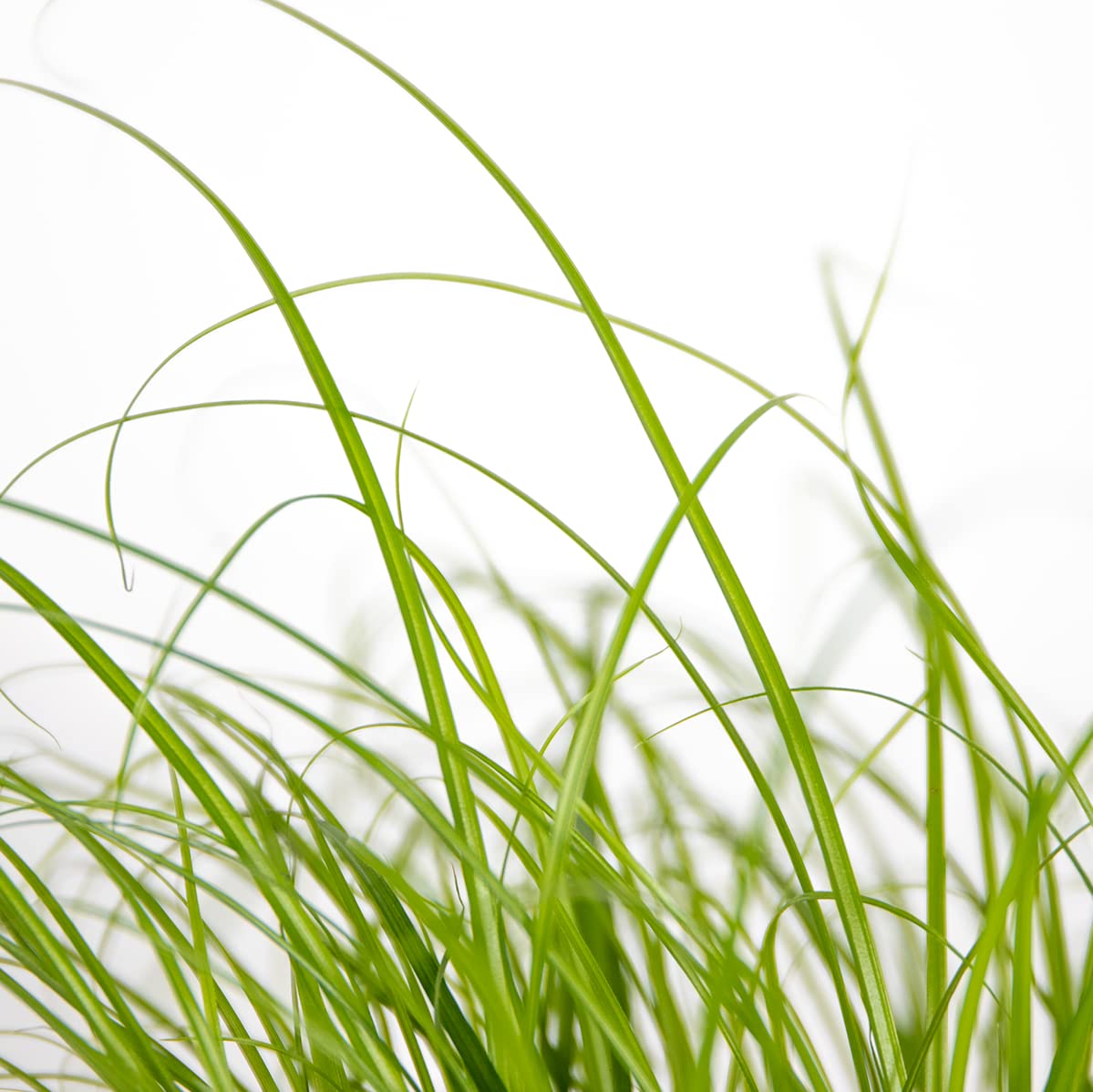 Bloomique - Set de 3 - Cyperus ‘Zumula’ - Hierba para gatos - Planta de interior - Apta para mascotas - Altura 20-30 cm - Maceta 12 cm