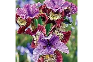 Siberian Iris Bulbs: Spectacular Blooms for Your Garden