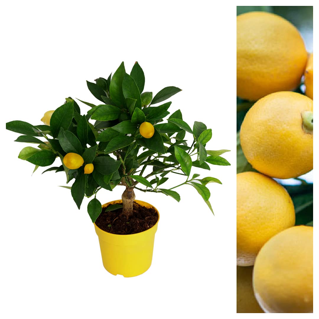 Carbeth Plants - Citrus Lemon Tree - Mini Lemon Tree Indoor Plant