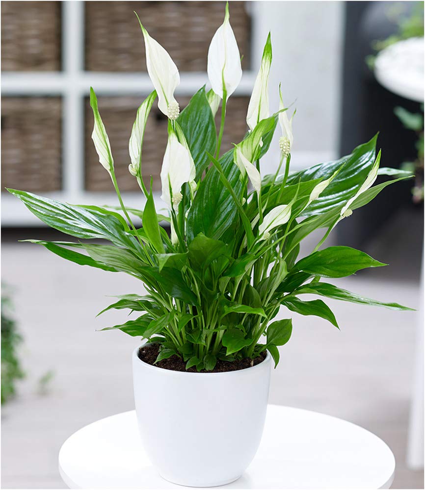 BALDUR Garten Spathiphyllum, 1 Pflanze Luftreinigende Zimmerpflanze Zimmerpflanze Einblatt