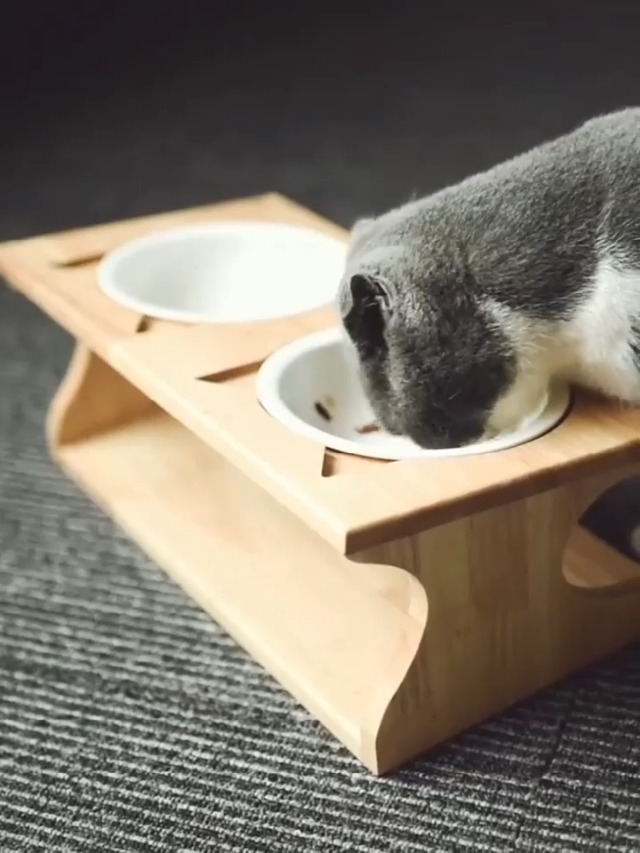 Smith Chu Premium Elevated Pet Bowls, Raised Dog Cat Feeder Solid Bamboo Stand with Ceramic Food Feeding Bowl - Cute… - Image 7