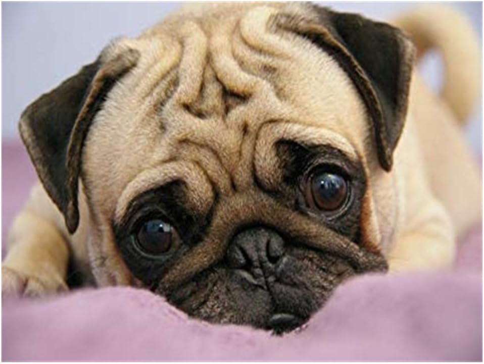 Aphila 5D Diamond Painting Kits for Adults and Beginner Full Drill Round Resin Rhinestone Embroidery Diamond Cross Stitch Arts Craft Supply Home Decor 10x12inches,Lovely Animal Pug Dog