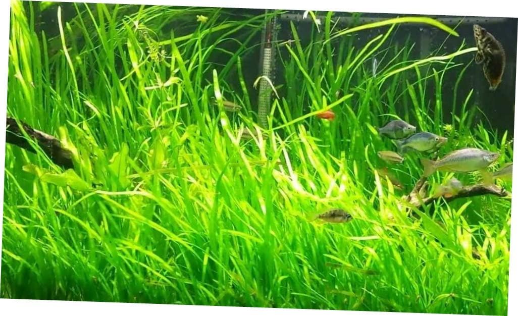 FDY 18 Live Aquarium Plants Jungle Vals Vallisneria Easy Grow - RK811