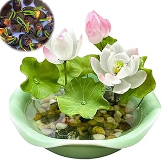 Semillas de flor de loto en cuenco de bonsái,semillas de colores mixtos,Incluso los principiantes pueden plantarlo fácilmente,adecuado for jardines,balcones y patios(100 pcs)