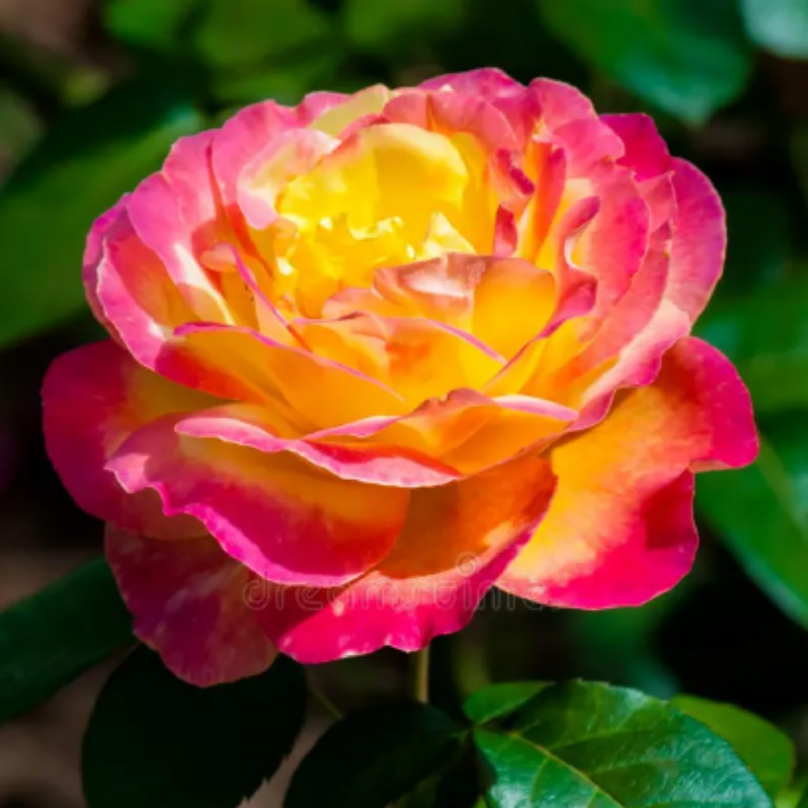 Mix Greening Flower, Now UK, Plant Bulbs, Hardy Perennial, Rose Bulbs, Strong Plant, Easy Plant, Excellent Display, Rare Plants, 1bulbs-f