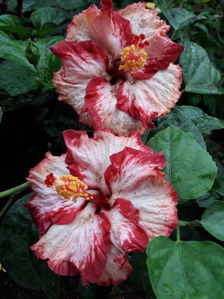 BeGrin Australian Red White Hibiscus Grafted Live Plant Rose Mallow Joba Flower Live Plant Chinese Hibiscus China Rose Shoeblack Plant Bloom in 1 month Code=0053 (B0D26DN357) Amazon Price History, Amazon Price Tracker